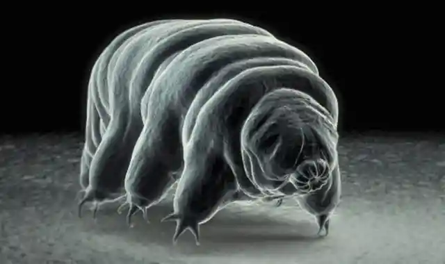 14. The Mighty Water Bear