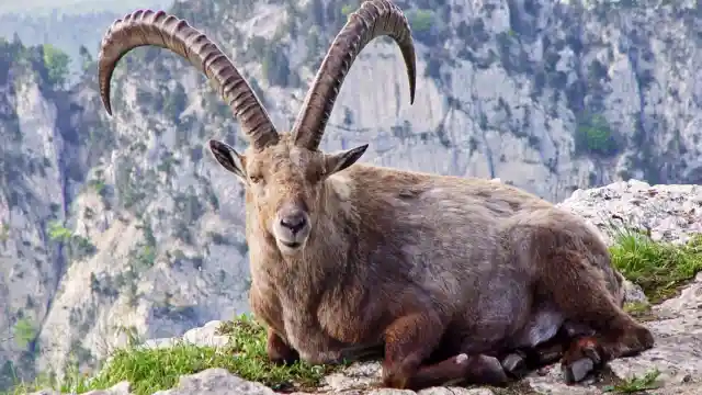 Ten Iconic Animals That Humans Hunted to Extinction