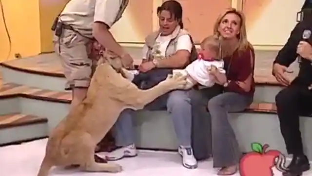 A Lion Grabbed Her Baby On Live TV. What The Handler Told Mom To Do Sounds Insane!