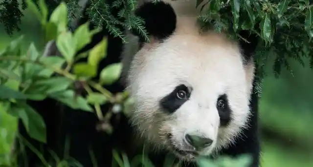 Happy Birthday To The World’s Oldest Giant Panda