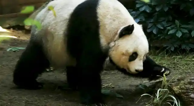 Happy Birthday To The World’s Oldest Giant Panda