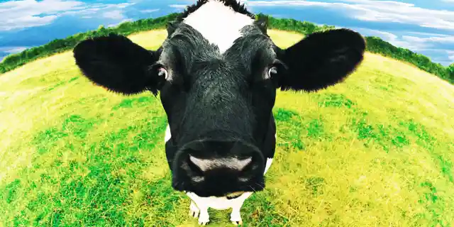 Cow Facts: 15 Things You Didn’t Know (Part 2)