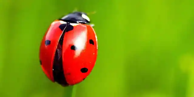 Ladybug Facts: 15 Things You Didn’t Know (Part 1)