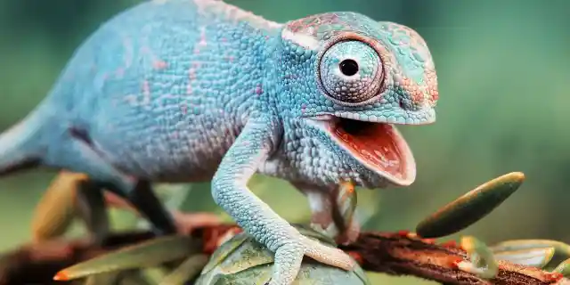 Chameleon Facts: 15 Things You Didn’t Know (Part 1)