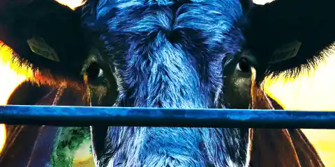 Cowspiracy: The Sustainability Secret – Film Review