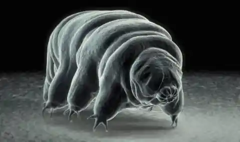 14. The Mighty Water Bear