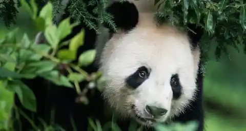 Happy Birthday To The World’s Oldest Giant Panda