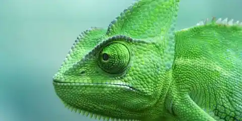 Chameleon Facts: 15 Things You Didn’t Know (Part 2)