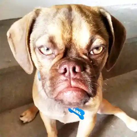 First We Had Grumpy Cat, Now Meet Grumpy Puppy