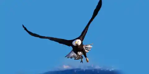 Eagle Facts: 15 Things You Didn’t Know (Part 2)