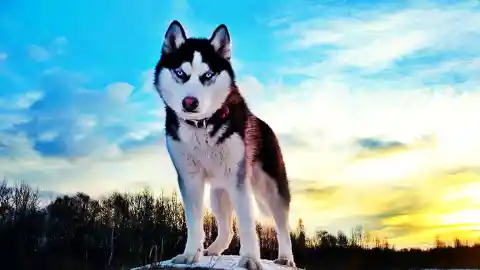 Would You Let a Dog Film Your Wedding? This Couple Did