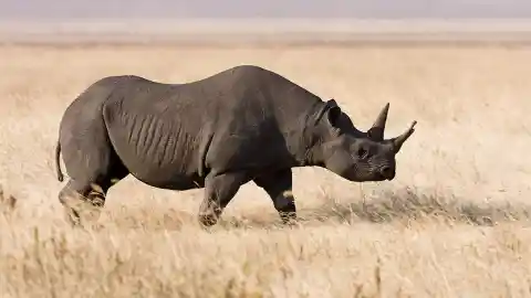 Ten Iconic Animals That Humans Hunted to Extinction