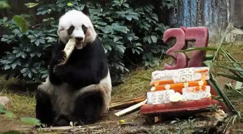 Happy Birthday To The World’s Oldest Giant Panda