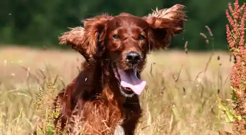 Dog Guards Trapped Companion for One Week Waiting for Help