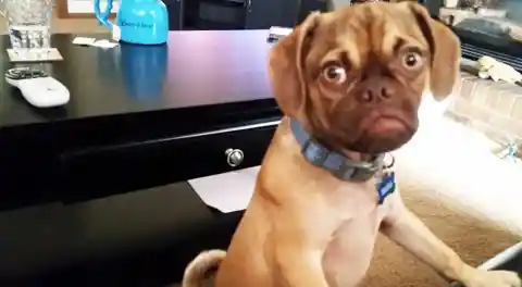 First We Had Grumpy Cat, Now Meet Grumpy Puppy